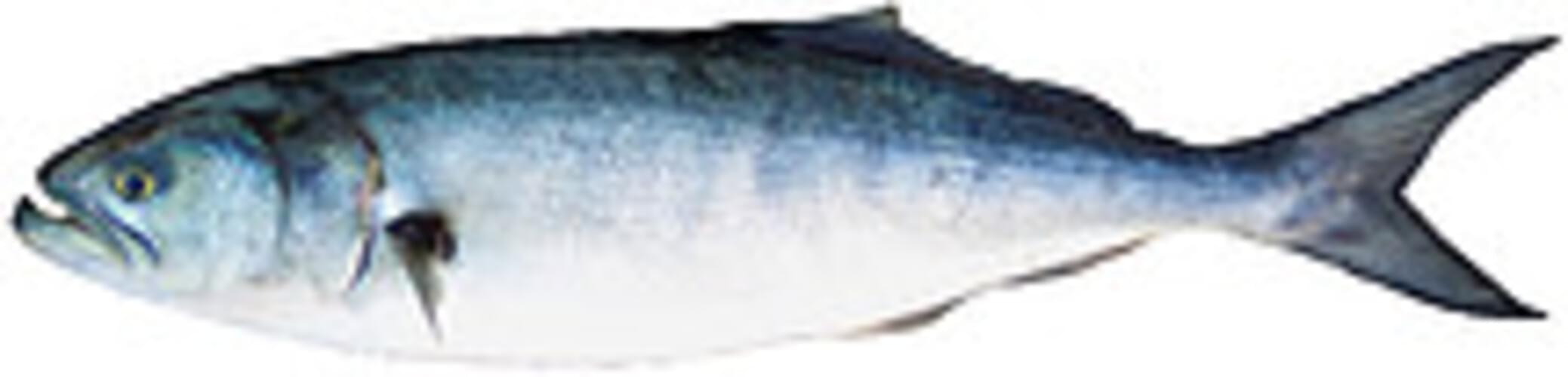 bluefish fish